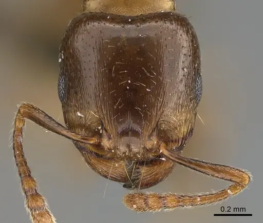 Tetramorium syriacum specimen ANTWEB1041903 image antweb1041903_2