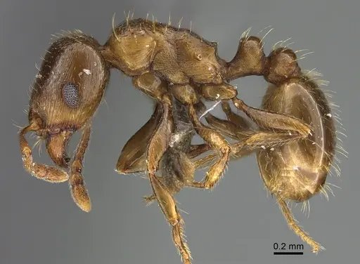 Tetramorium syriacum specimen ANTWEB1041903 image antweb1041903_3