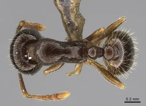 Tetramorium syriacum specimen ANTWEB1041904 image antweb1041904_1