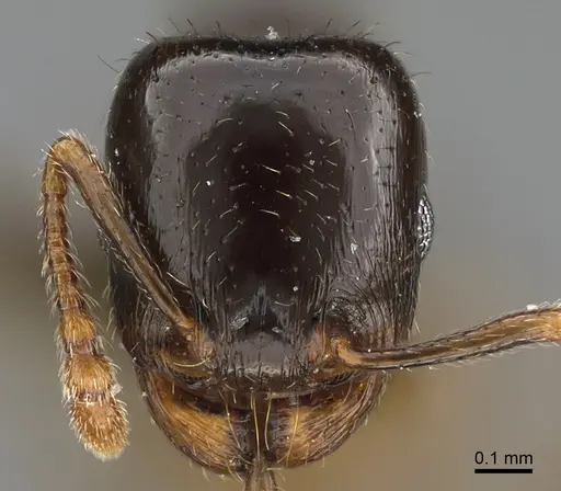 Tetramorium syriacum specimen ANTWEB1041904 image antweb1041904_2
