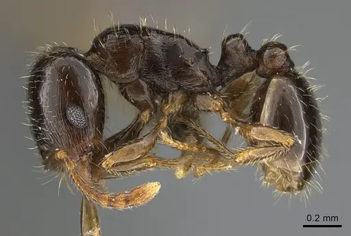 Tetramorium syriacum specimen ANTWEB1041904 image antweb1041904_3