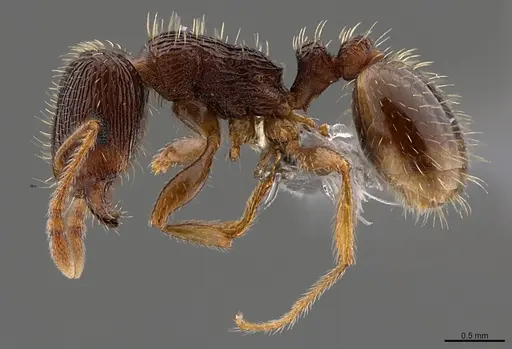 Tetramorium syriacum specimen CASENT0263812 image casent0263812_1
