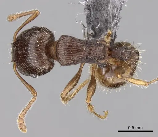 Tetramorium syriacum specimen CASENT0263996 image casent0263996_1