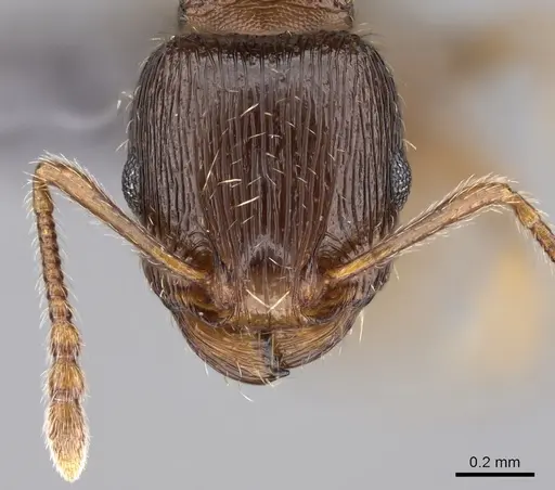 Tetramorium syriacum specimen CASENT0263996 image casent0263996_2