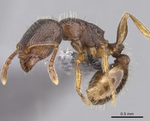Tetramorium syriacum specimen CASENT0263996 image casent0263996_3