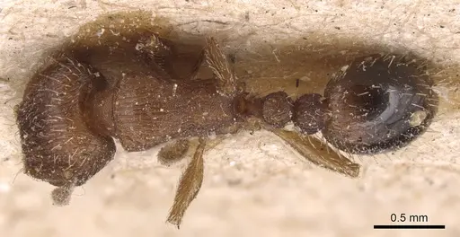 Tetramorium syriacum specimen CASENT0904810 image casent0904810_1