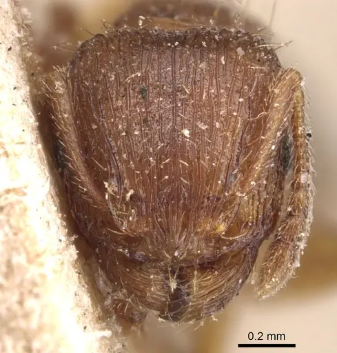 Tetramorium syriacum specimen CASENT0904810 image casent0904810_2