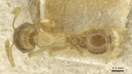 Tetramorium syriacum specimen CASENT0915052 image casent0915052_1