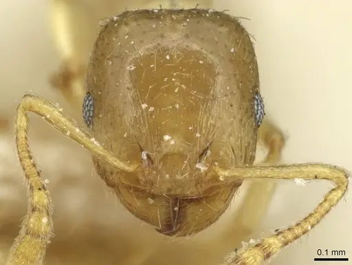 Tetramorium syriacum specimen CASENT0915052 image casent0915052_2