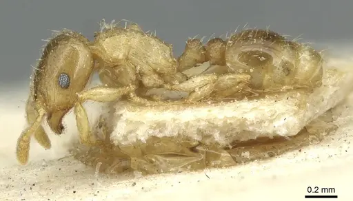 Tetramorium syriacum specimen CASENT0915052 image casent0915052_3