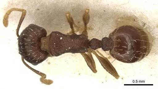 Tetramorium syriacum specimen CASENT0915084 image casent0915084_1
