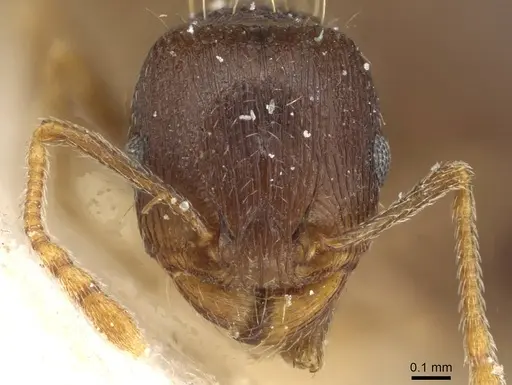 Tetramorium syriacum specimen CASENT0915084 image casent0915084_2