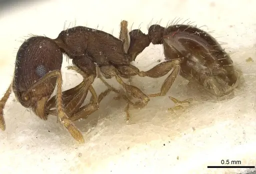 Tetramorium syriacum specimen CASENT0915084 image casent0915084_3