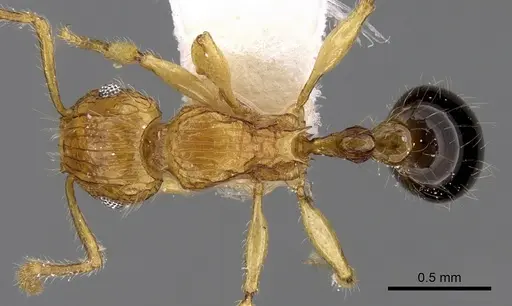 Tetramorium tabarum specimen CASENT0280900 image casent0280900_1