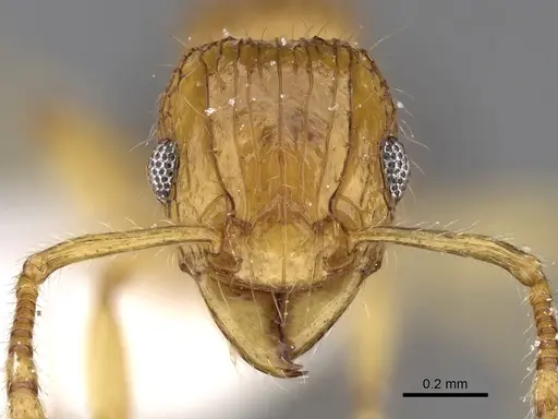 Tetramorium tabarum specimen CASENT0280900 image casent0280900_2