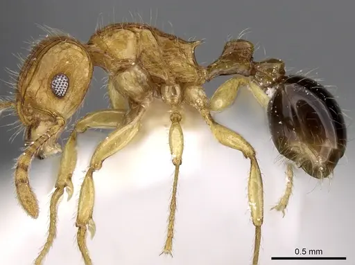 Tetramorium tabarum specimen CASENT0280900 image casent0280900_3