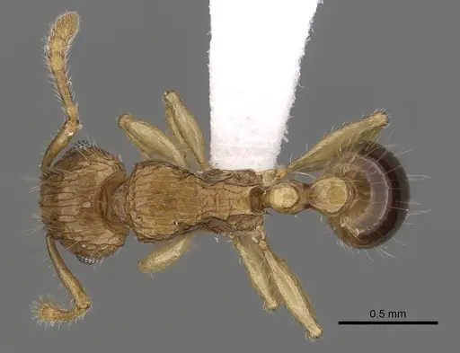 Tetramorium tabarum specimen CASENT0316965 image casent0316965_1