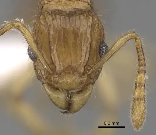 Tetramorium tabarum specimen CASENT0316965 image casent0316965_2