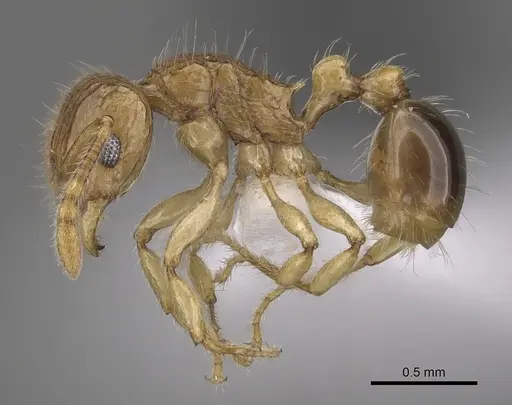 Tetramorium tabarum specimen CASENT0316965 image casent0316965_3