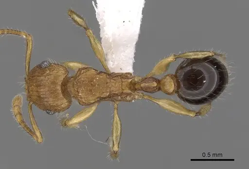 Tetramorium tabarum specimen CASENT0316967 image casent0316967_1