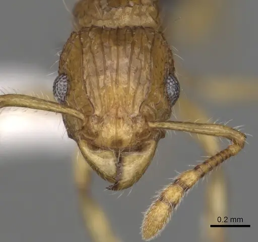 Tetramorium tabarum specimen CASENT0316967 image casent0316967_2