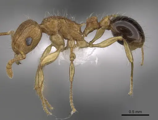 Tetramorium tabarum specimen CASENT0316967 image casent0316967_3