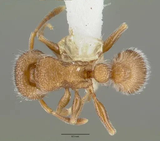 Tetramorium talpa specimen CASTYPE12544 image castype12544_1