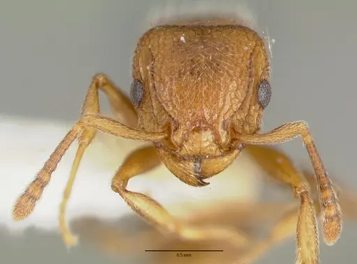 Tetramorium talpa specimen CASTYPE12544 image castype12544_2