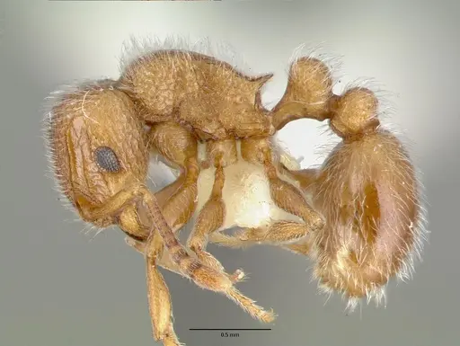 Tetramorium talpa specimen CASTYPE12544 image castype12544_3