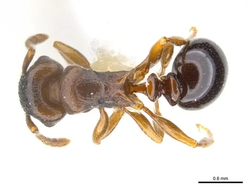 Tetramorium tanaense specimen CASENT0217059 image casent0217059_1