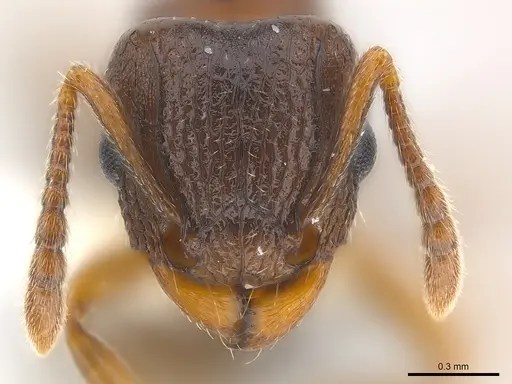 Tetramorium tanaense specimen CASENT0217059 image casent0217059_2