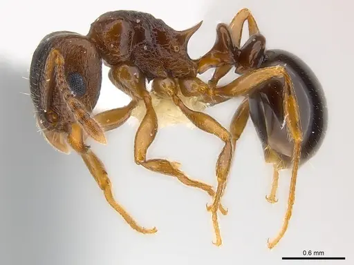 Tetramorium tanaense specimen CASENT0217059 image casent0217059_3