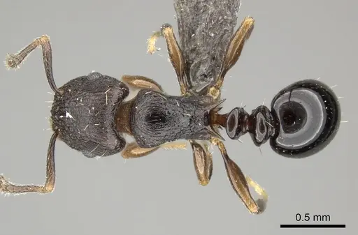 Tetramorium tanaense specimen CASENT0235815 image casent0235815_1