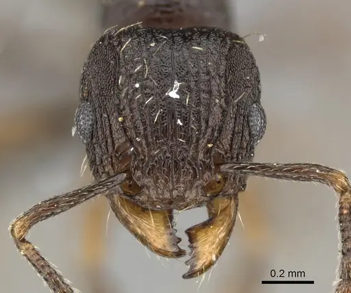 Tetramorium tanaense specimen CASENT0235815 image casent0235815_2
