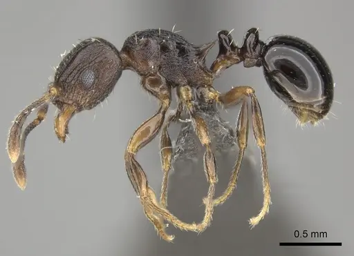 Tetramorium tanaense specimen CASENT0235815 image casent0235815_3