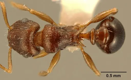 Tetramorium tanaense specimen ZFMKHYM20096081 image zfmkhym20096081_1