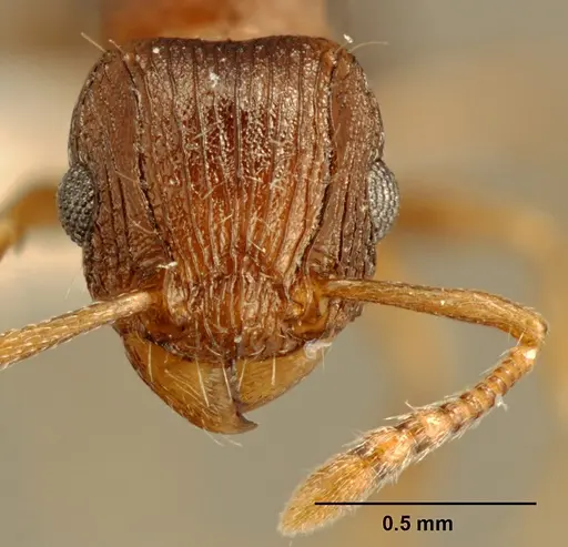 Tetramorium tanaense specimen ZFMKHYM20096081 image zfmkhym20096081_2