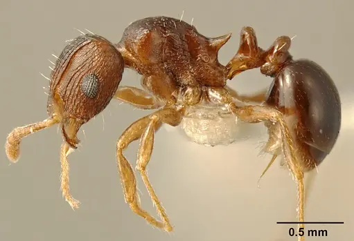 Tetramorium tanaense specimen ZFMKHYM20096081 image zfmkhym20096081_3
