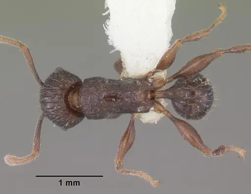 Tetramorium tantillum specimen CASENT0102338 image casent0102338_1