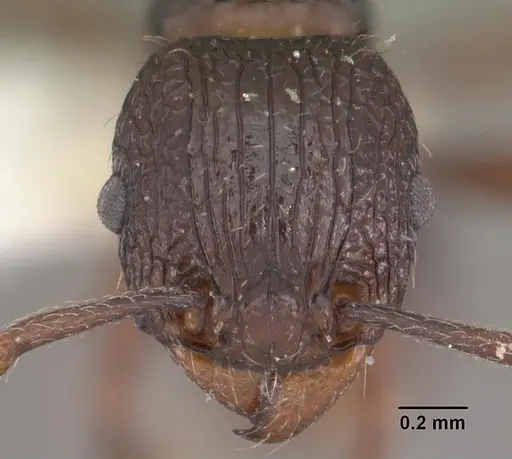 Tetramorium tantillum specimen CASENT0102338 image casent0102338_2