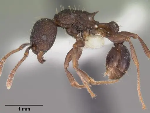 Tetramorium tantillum specimen CASENT0102338 image casent0102338_3