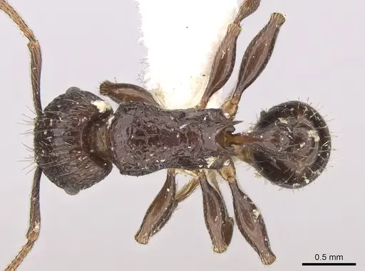 Tetramorium tantillum specimen CASENT0906147 image casent0906147_1