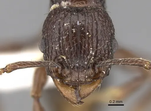 Tetramorium tantillum specimen CASENT0906147 image casent0906147_2
