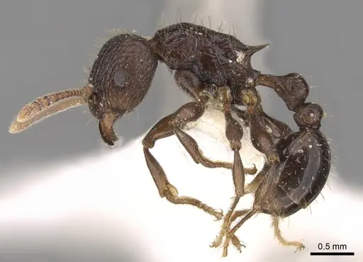 Tetramorium tantillum specimen CASENT0906147 image casent0906147_3