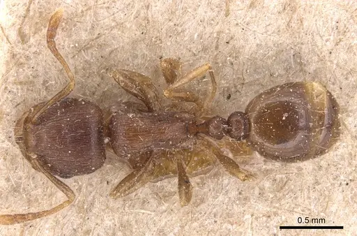 Tetramorium taueret specimen CASENT0904816 image casent0904816_1
