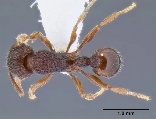 Tetramorium taylori specimen CASENT0106297 image casent0106297_1