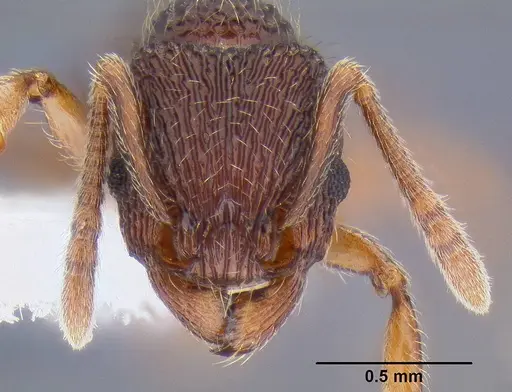 Tetramorium taylori specimen CASENT0106297 image casent0106297_2