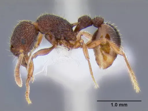 Tetramorium taylori specimen CASENT0106297 image casent0106297_3