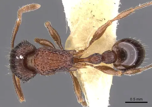 Tetramorium taylori specimen CASENT0901045 image casent0901045_1