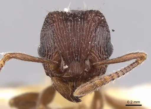Tetramorium taylori specimen CASENT0901045 image casent0901045_2